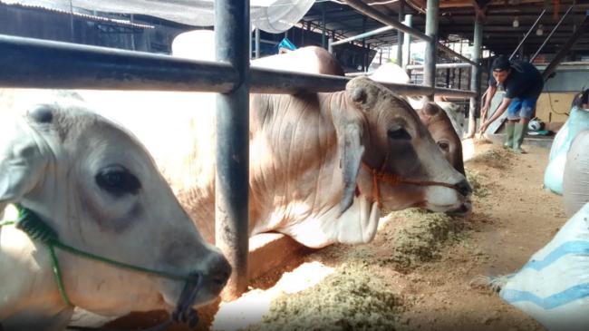 Pemeriksaan Kesehatan dan Pemberian Vitamin untuk Sapi Kurban