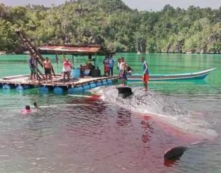 Warga di Perairan Raja Ampat Papua, Evakuasi Bangkai Paus Sepanjang 16 Meter