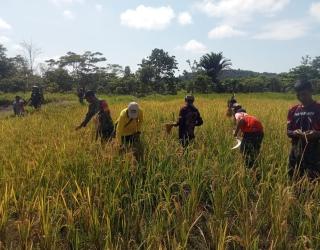 Babinsa Koramil 1715-05/Batom Kodim 1715/Yahukimo Bantu Petani Panen Padi di Desa Okiako Distrik Batom