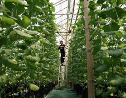 Program greenhouse melon ini menjadi bukti bahwa zakat bisa menghadirkan manfaat lebih luas. Foto ist