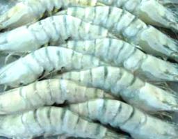 Udang Beku Ekspor RI Jadi Sumber Alarm Paparan Radioaktif Global 