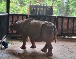 Badak Jawa Seberat Satu Ton Berhasil Diselamatkan!