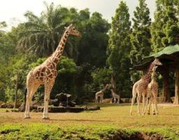 Taman Safari Indonesia Tutup IAPVC ke-34, Semangat Konservasi Semakin Menguat