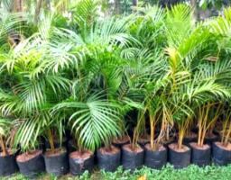 5 Alasan Palem Kuning Jadi Tanaman Pembawa Energi Positif di Rumah